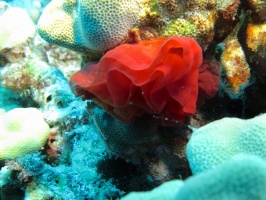 83 Egg Sack of a Spanish Dancer IMG 2419